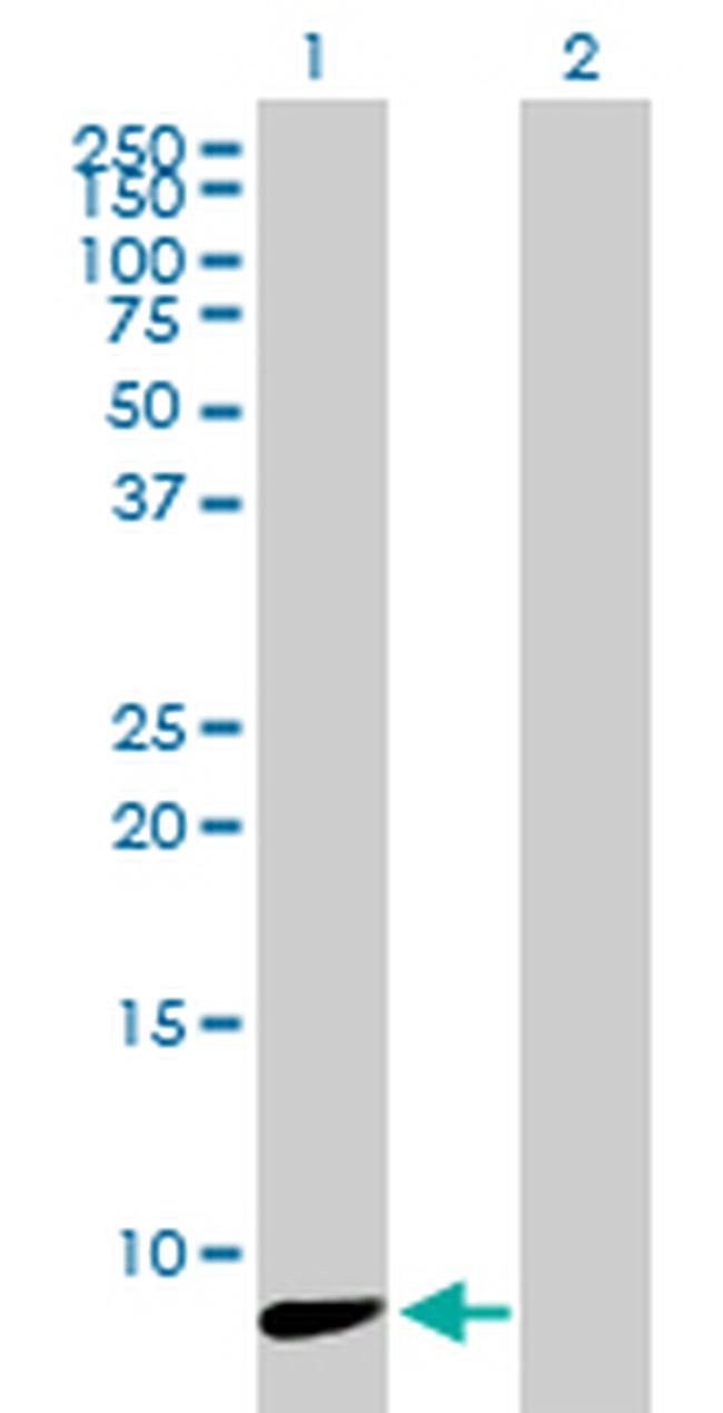 NDUFA3 Antibody in Western Blot (WB)