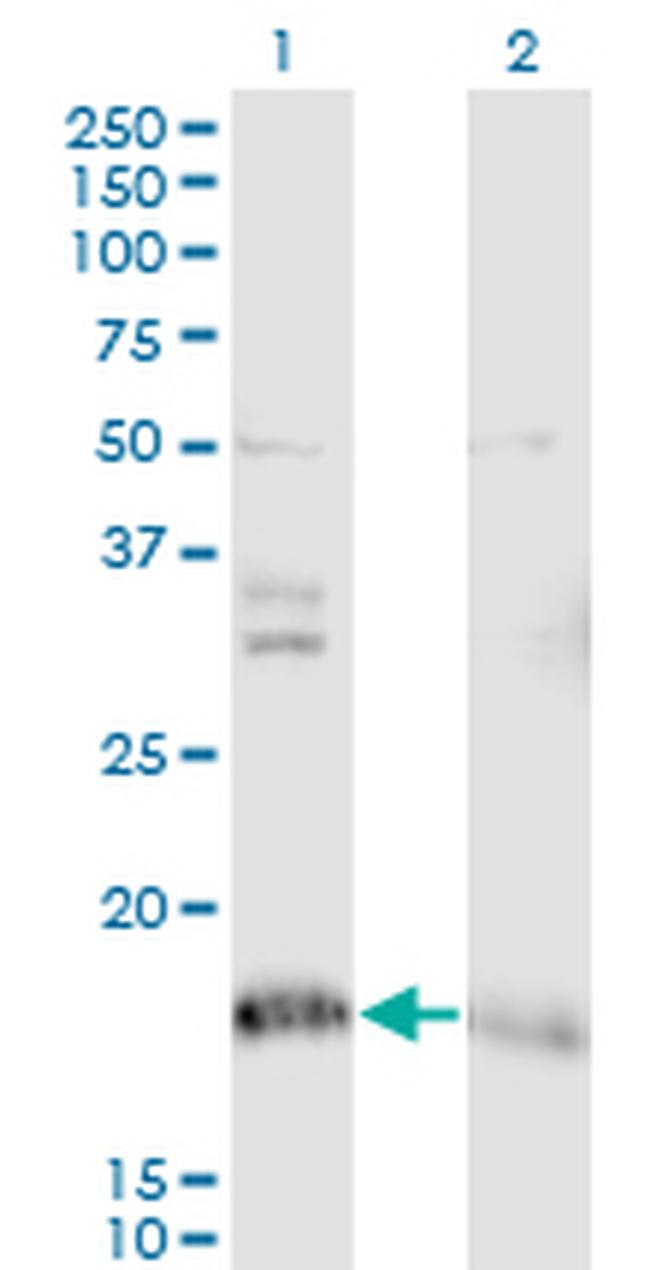 NDUFA8 Antibody in Western Blot (WB)