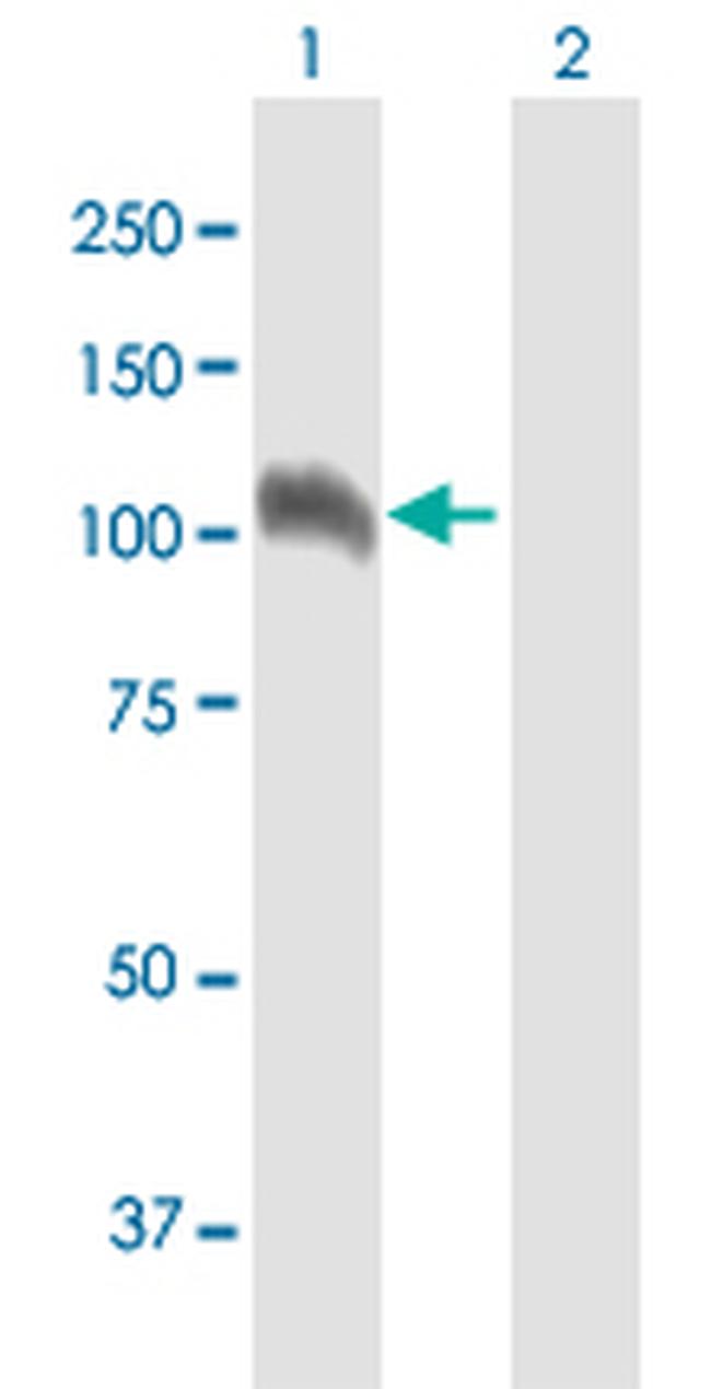 NELL1 Antibody in Western Blot (WB)