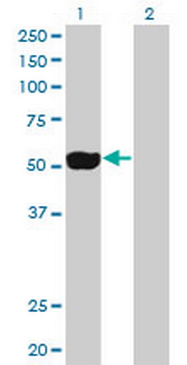 NEK2 Antibody in Western Blot (WB)