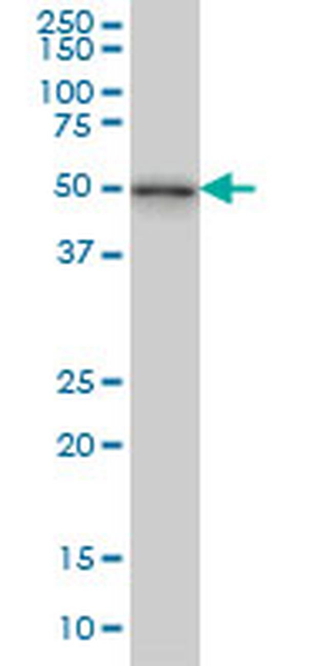 NEK2 Antibody in Western Blot (WB)
