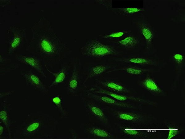 NEK3 Antibody in Immunocytochemistry (ICC/IF)