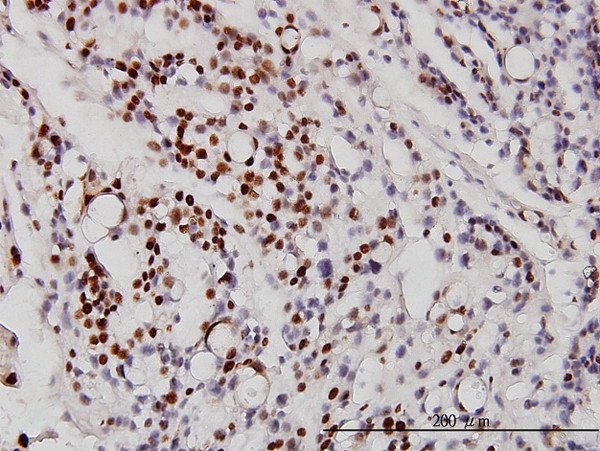 NEUROD1 Antibody in Immunohistochemistry (Paraffin) (IHC (P))
