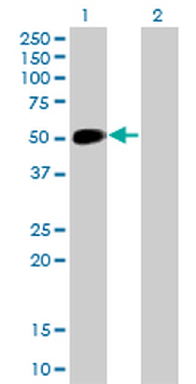 NEUROD1 Antibody in Western Blot (WB)