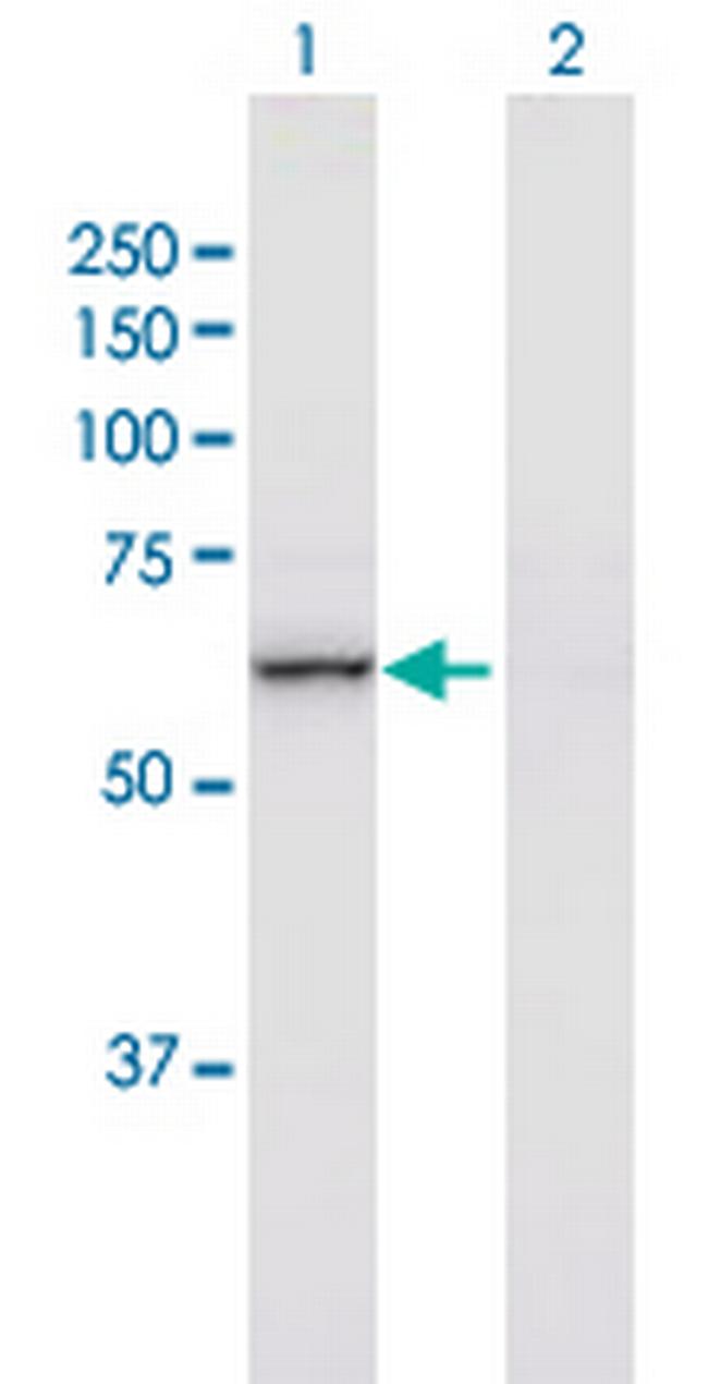 NF2 Antibody in Western Blot (WB)