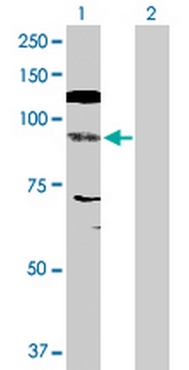 NFATC4 Antibody in Western Blot (WB)