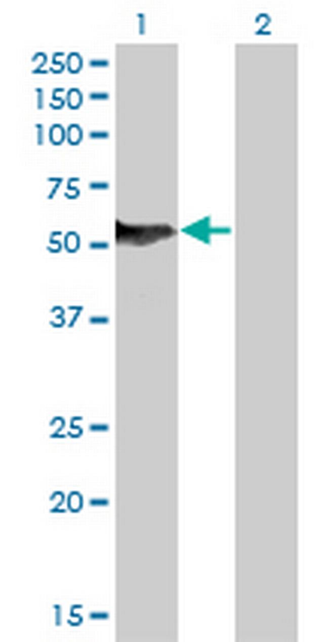 NFIB Antibody in Western Blot (WB)