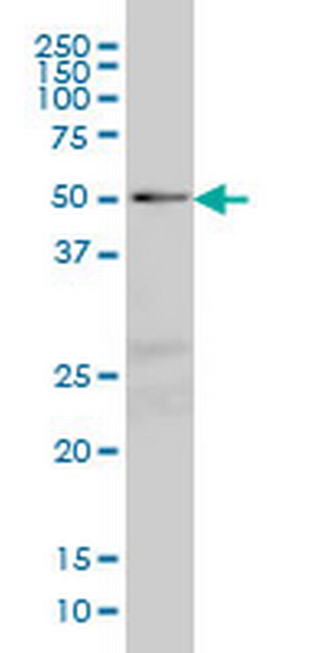 NFIC Antibody in Western Blot (WB)