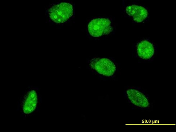 NHLH2 Antibody in Immunocytochemistry (ICC/IF)