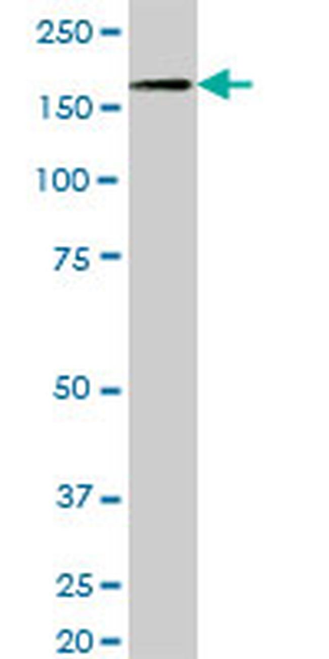 NID1 Antibody in Western Blot (WB)