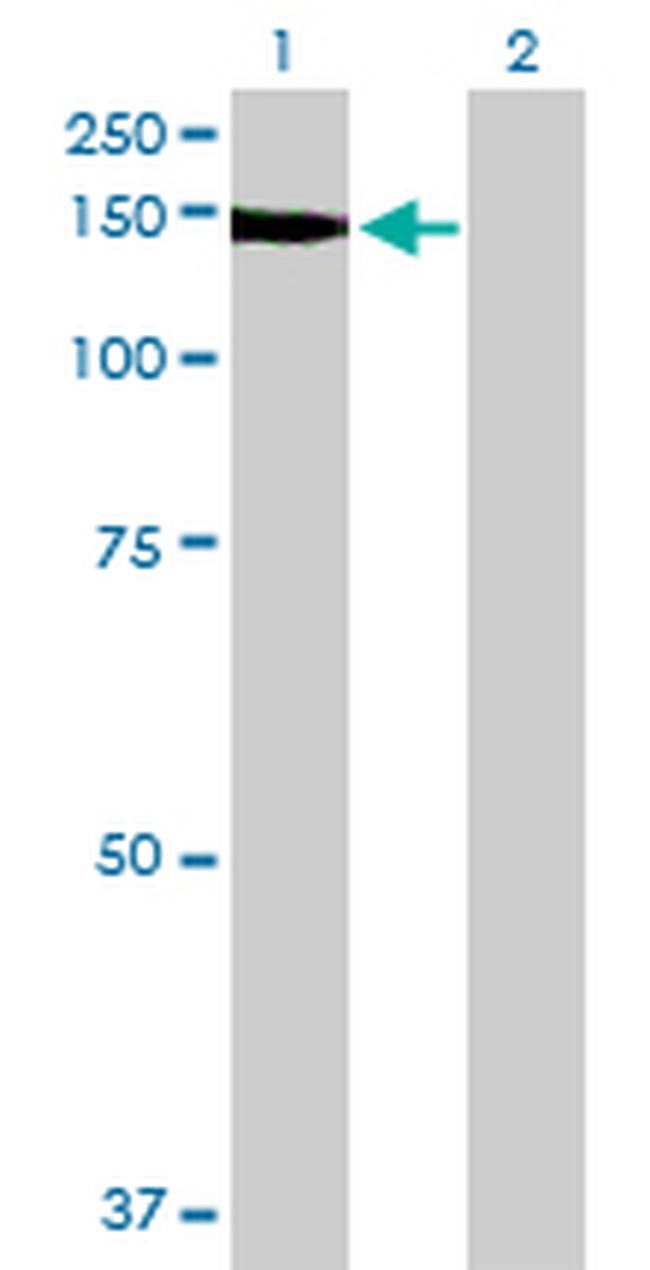 NID1 Antibody in Western Blot (WB)