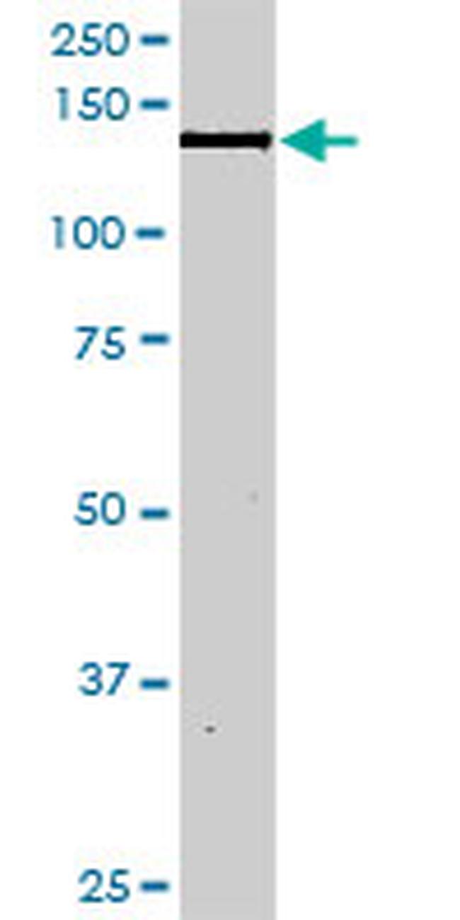 NID1 Antibody in Western Blot (WB)