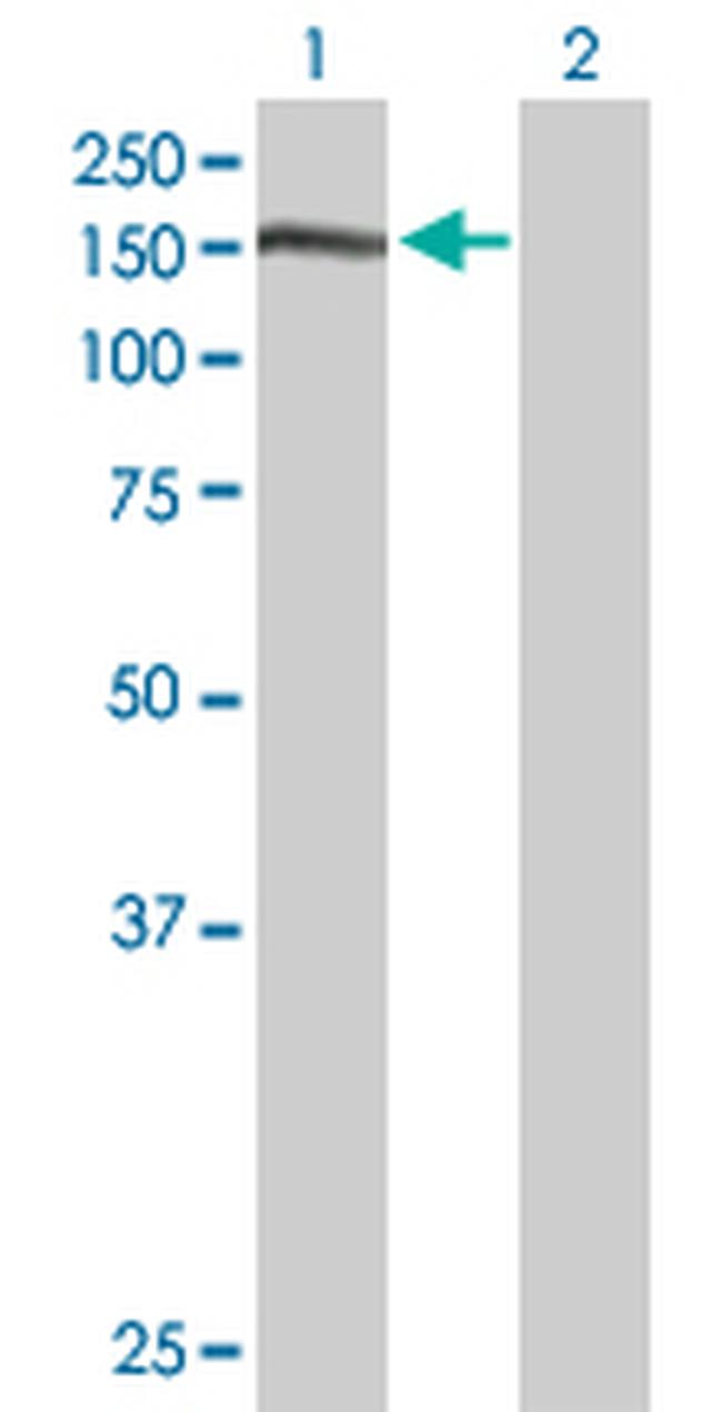 NID1 Antibody in Western Blot (WB)