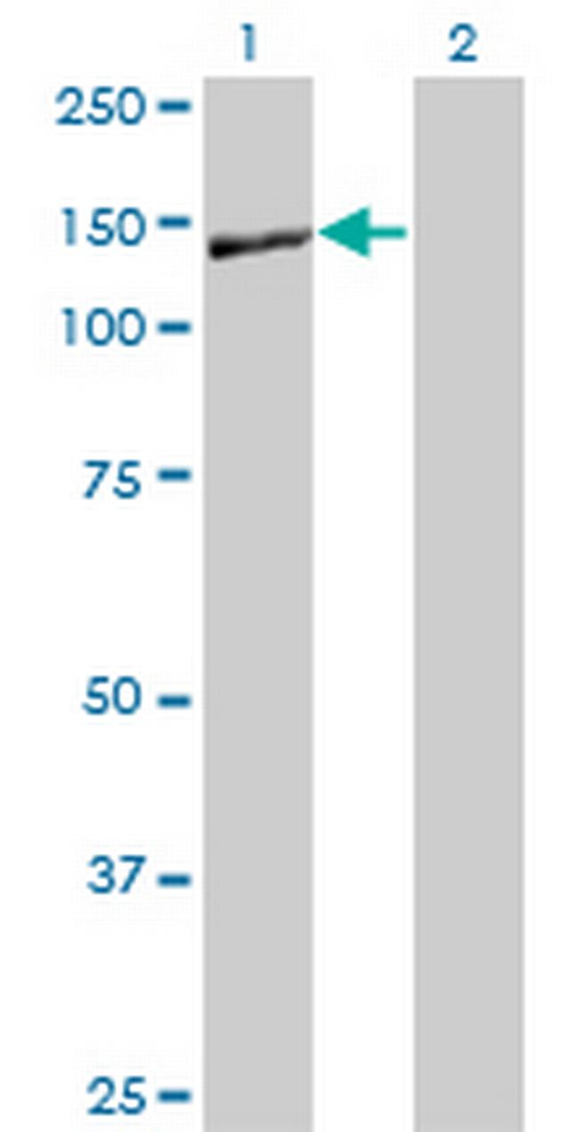 NID1 Antibody in Western Blot (WB)