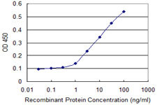 NQO2 Antibody in ELISA (ELISA)