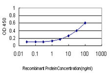 NODAL Antibody in ELISA (ELISA)