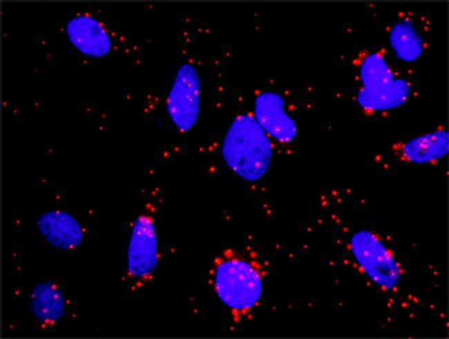 NOS3 Antibody in Proximity Ligation Assay (PLA) (PLA)