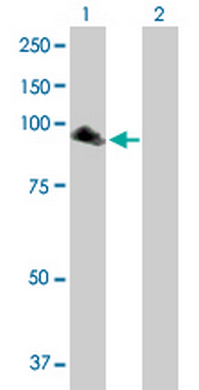 NPAS2 Antibody in Western Blot (WB)