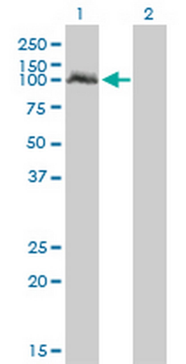 NPAS2 Antibody in Western Blot (WB)