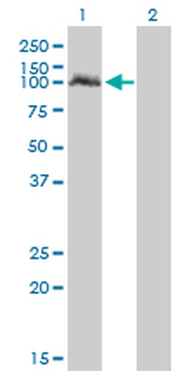 NPAS2 Antibody in Western Blot (WB)