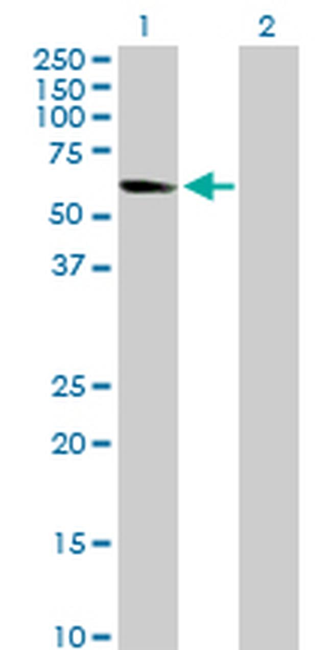 NRF1 Antibody in Western Blot (WB)