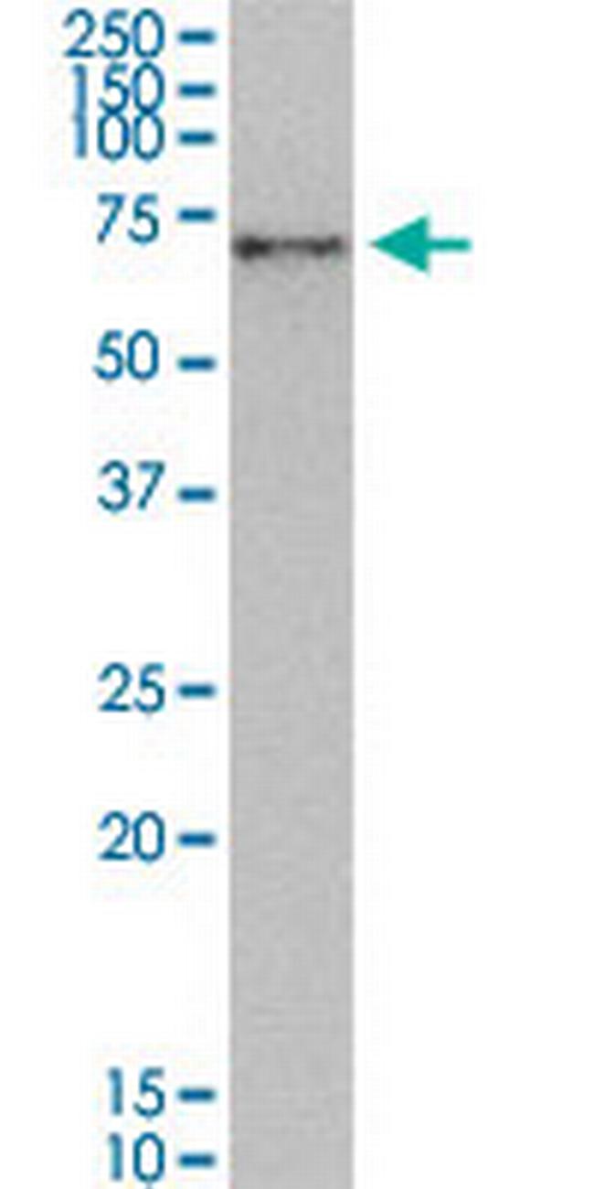 NRF1 Antibody in Western Blot (WB)