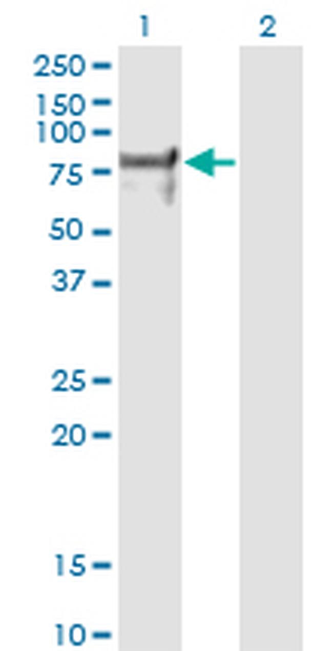 NRF1 Antibody in Western Blot (WB)