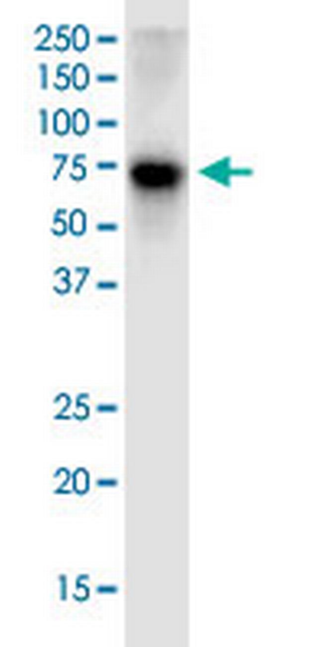 NRF1 Antibody in Western Blot (WB)