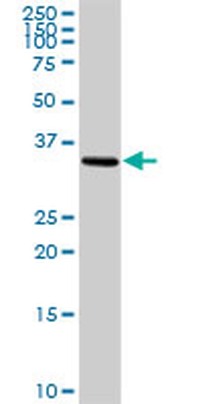 NTF3 Antibody in Western Blot (WB)