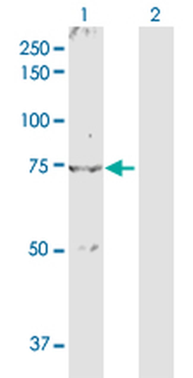 NR4A2 Antibody in Western Blot (WB)