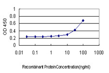 NR4A2 Antibody in ELISA (ELISA)