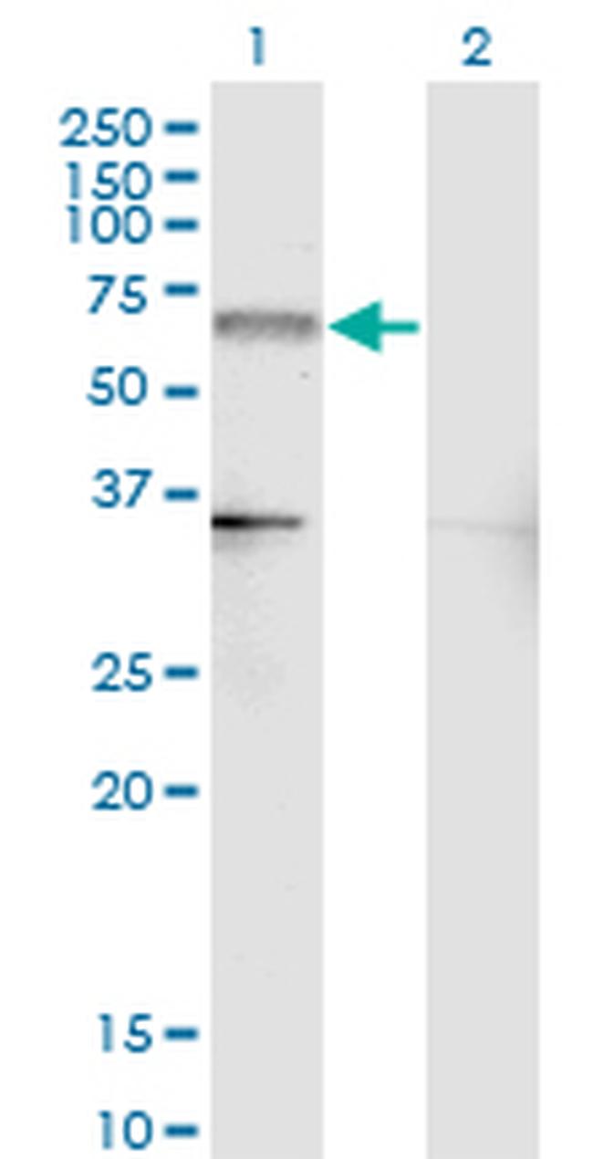 NR4A2 Antibody in Western Blot (WB)