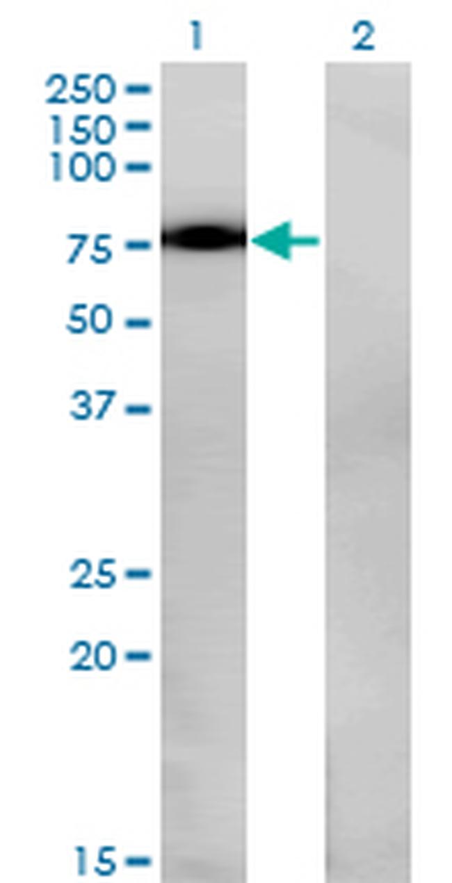 NR4A2 Antibody in Western Blot (WB)