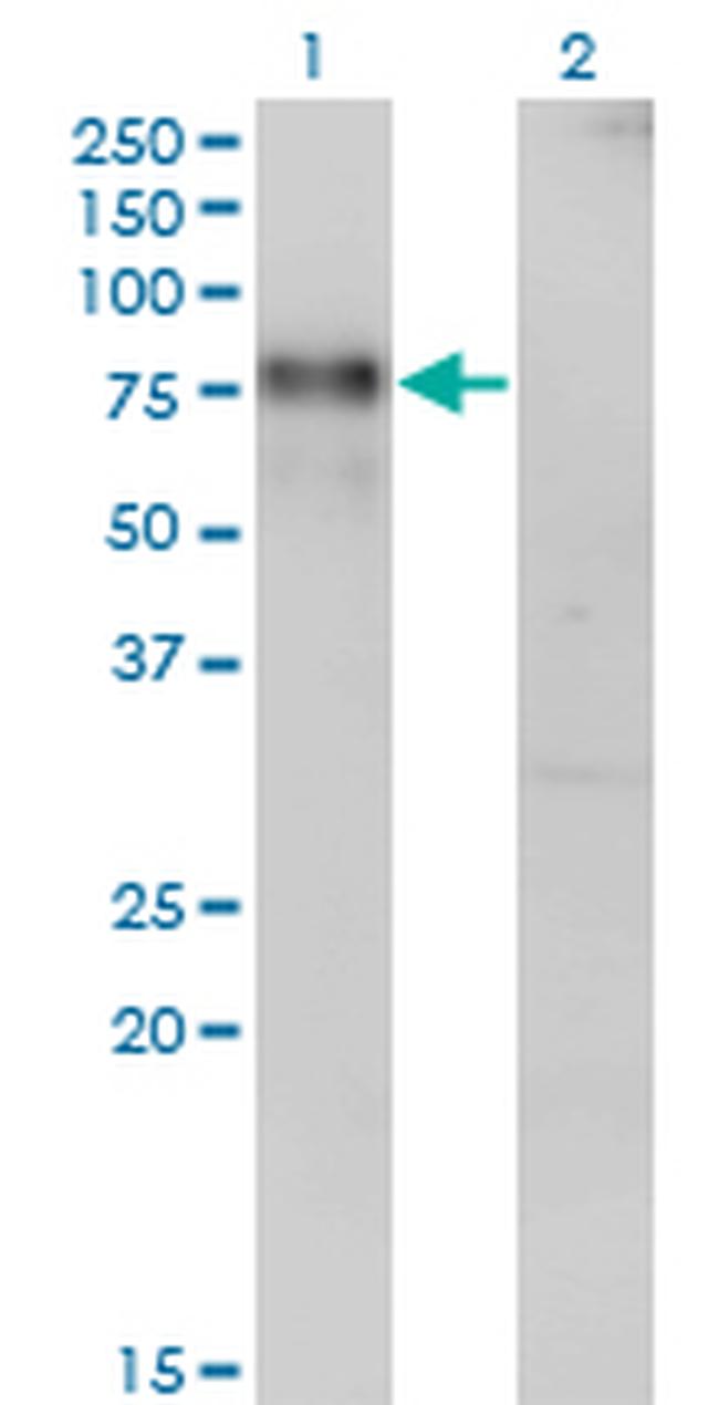 NR4A2 Antibody in Western Blot (WB)