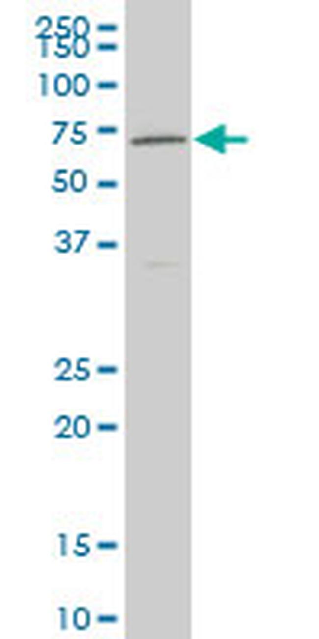 NR4A2 Antibody in Western Blot (WB)