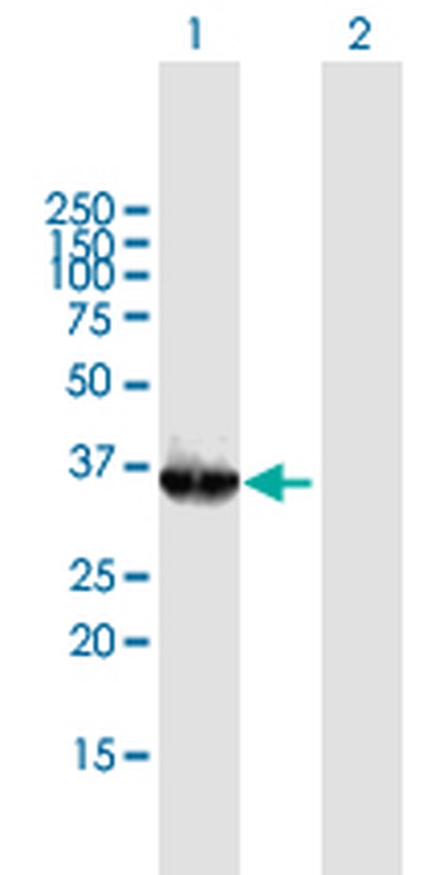 OGG1 Antibody in Western Blot (WB)