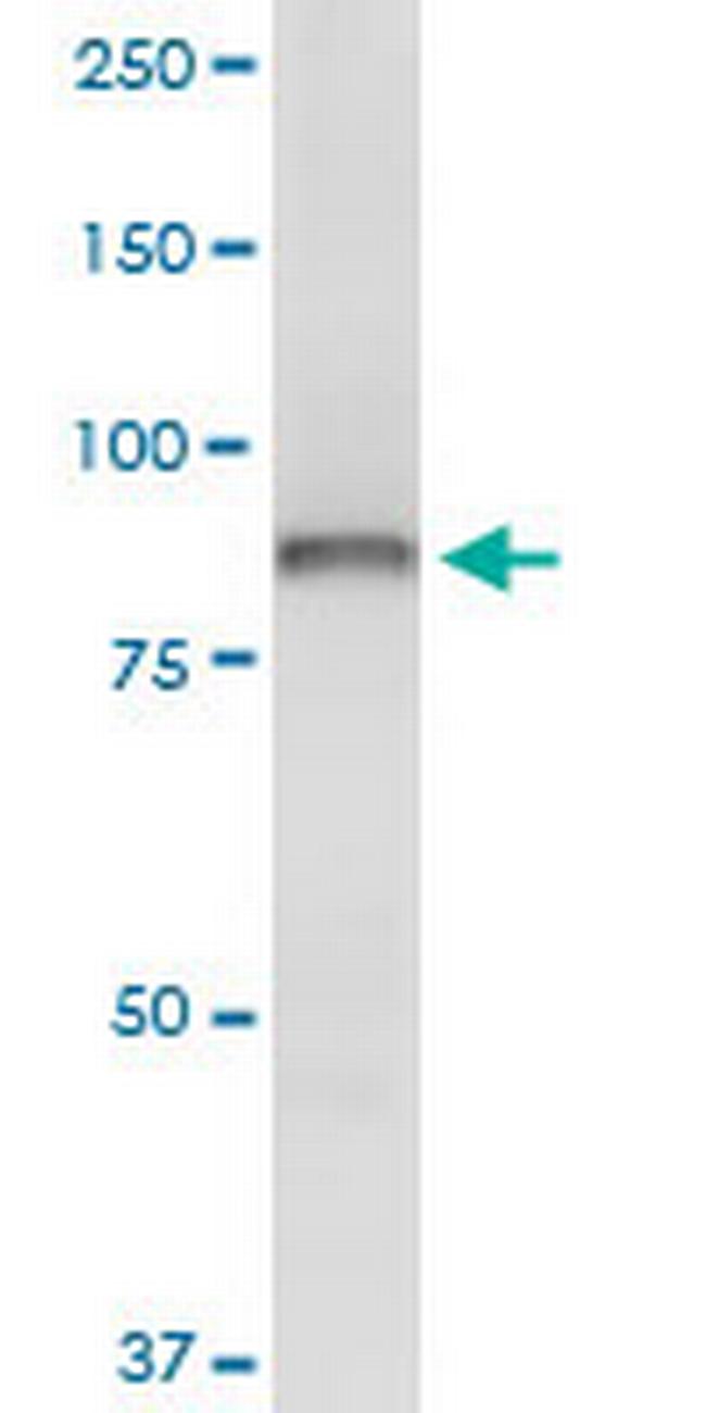 OSBP Antibody in Western Blot (WB)