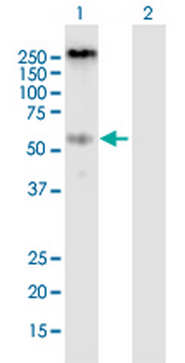 P2RX4 Antibody in Western Blot (WB)