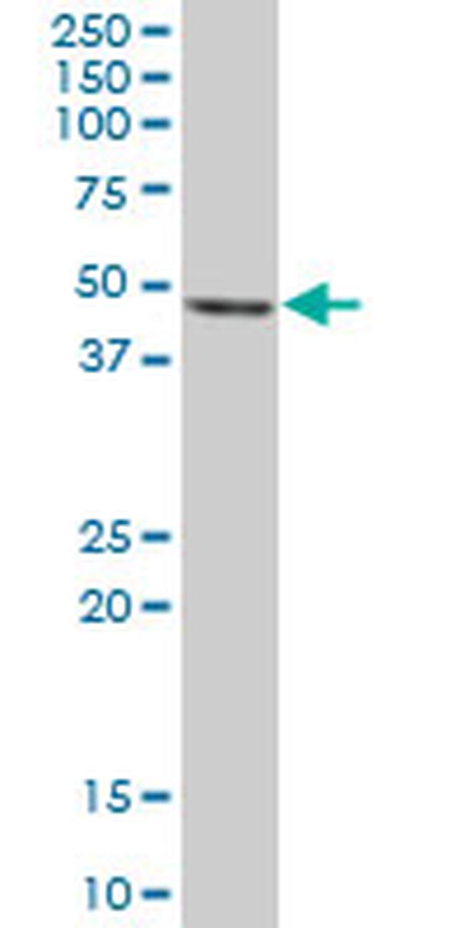 PA2G4 Antibody in Western Blot (WB)