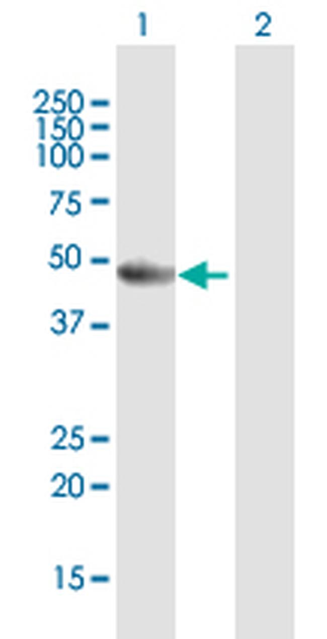 PA2G4 Antibody in Western Blot (WB)