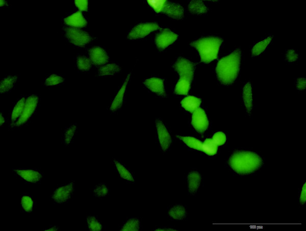 PA2G4 Antibody in Immunocytochemistry (ICC/IF)