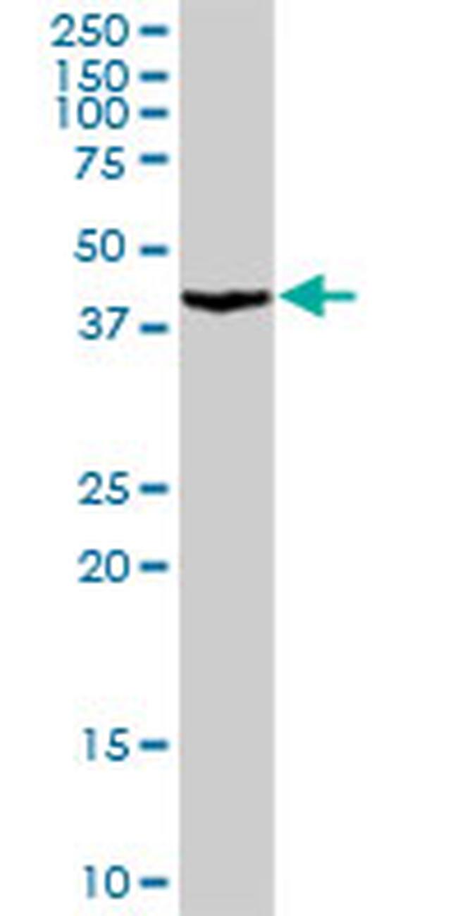 PA2G4 Antibody in Western Blot (WB)