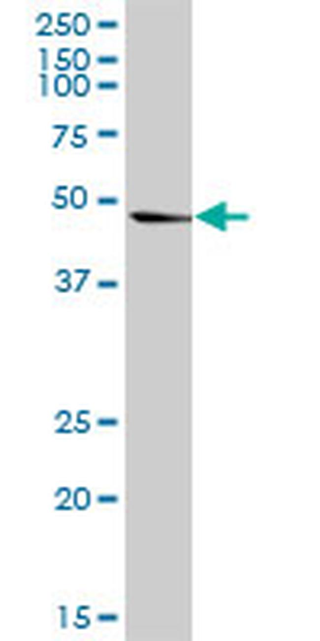 PA2G4 Antibody in Western Blot (WB)