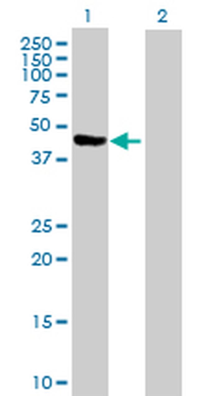 PA2G4 Antibody in Western Blot (WB)