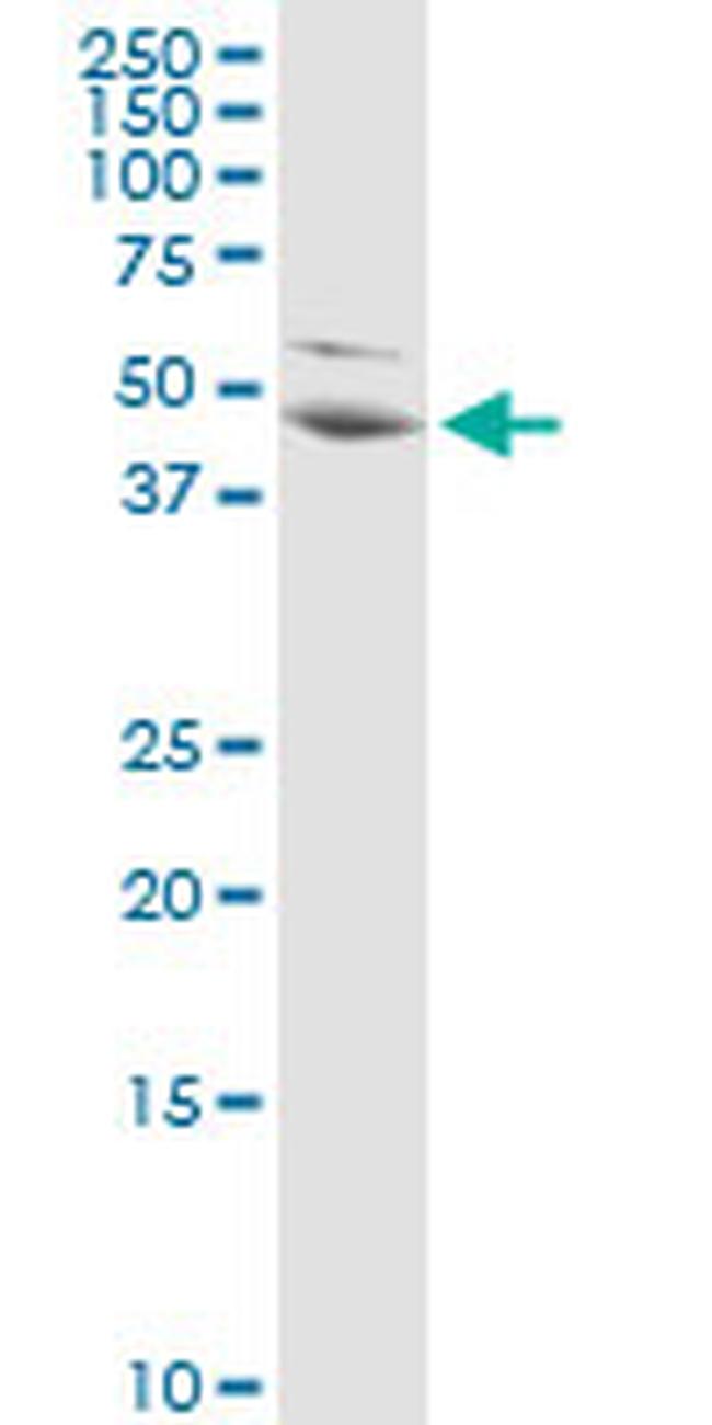 PA2G4 Antibody in Western Blot (WB)