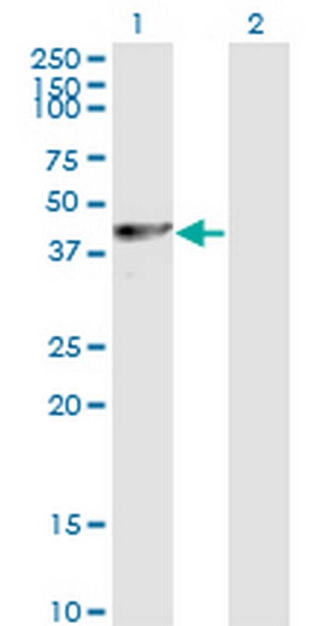 PA2G4 Antibody in Western Blot (WB)