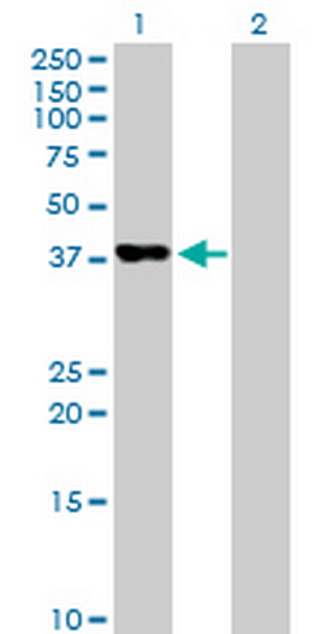 PAFAH2 Antibody in Western Blot (WB)