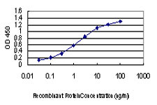 PAK1 Antibody in ELISA (ELISA)