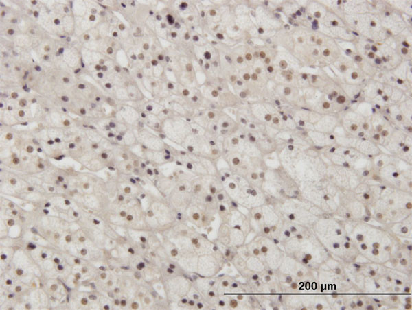 PAX2 Antibody in Immunohistochemistry (Paraffin) (IHC (P))