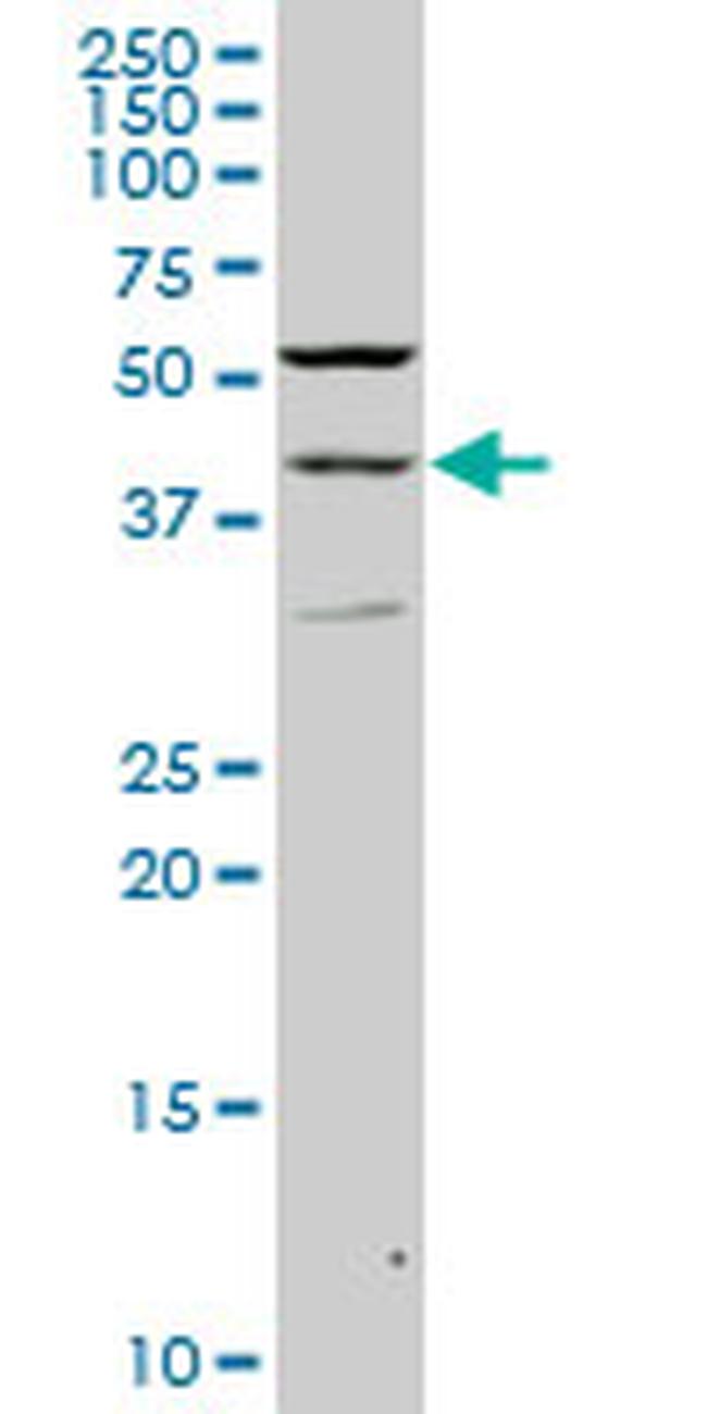 PAX2 Antibody in Western Blot (WB)